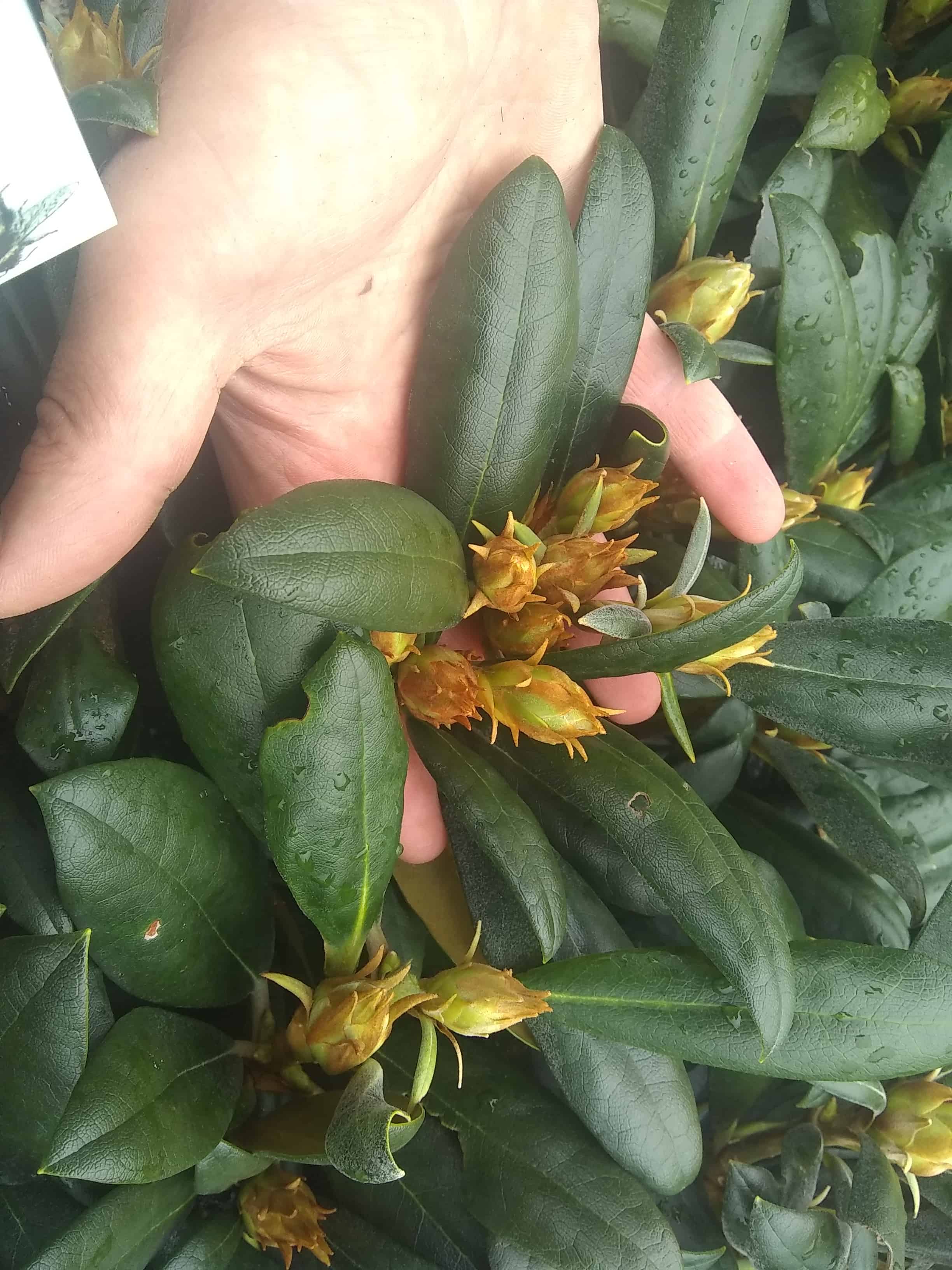 rhodo buds